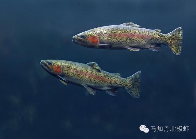 为什么现在三文鱼那么贵，你认识真正的三文鱼吗