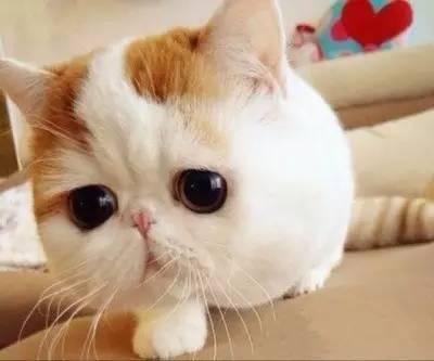 神犬小七都有谁，没想到你是这样的神狐小七