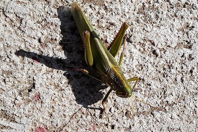 螳螂和蚂蚱的区别，10种常见的蚂蚱