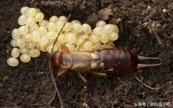 家里的虫子叫蠼螋，家中常见的蠼螋