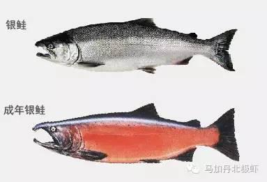 为什么现在三文鱼那么贵，你认识真正的三文鱼吗