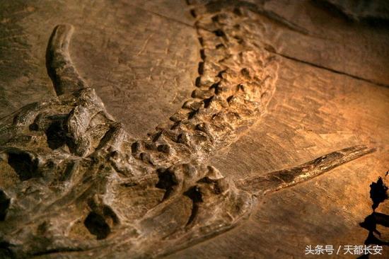 世界上真的有龙存在吗未解之谜，世界上真的有龙吗