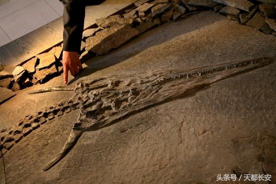 世界上真的有龙存在吗未解之谜，世界上真的有龙吗