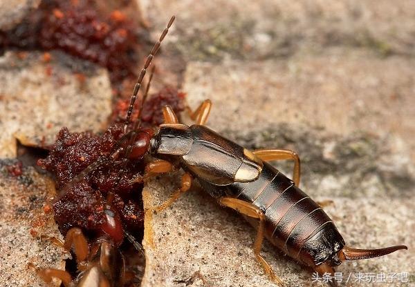 家里的虫子叫蠼螋，家中常见的蠼螋