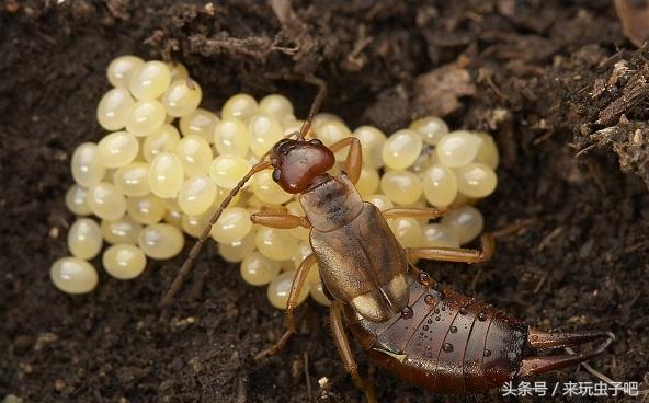 家里的虫子叫蠼螋，家中常见的蠼螋