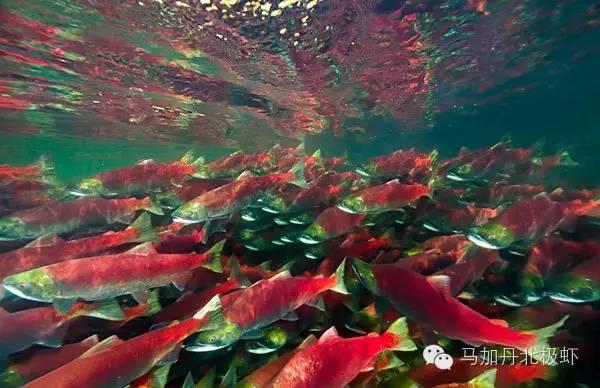 为什么现在三文鱼那么贵，你认识真正的三文鱼吗