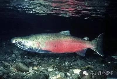 为什么现在三文鱼那么贵，你认识真正的三文鱼吗