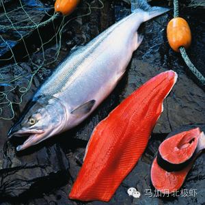 为什么现在三文鱼那么贵，你认识真正的三文鱼吗