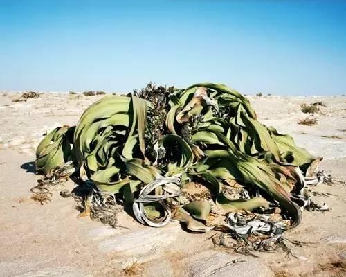 奇花异草地球上那些奇异的花儿，世界十大最奇异的植物