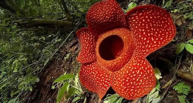 奇花异草地球上那些奇异的花儿，世界十大最奇异的植物