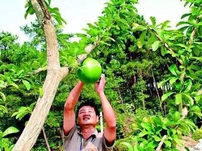 奇花异草地球上那些奇异的花儿，世界十大最奇异的植物