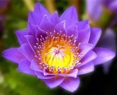 奇花异草地球上那些奇异的花儿，世界十大最奇异的植物