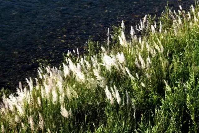 江油看花的景点推荐，来江油共赴一场梨花盛宴