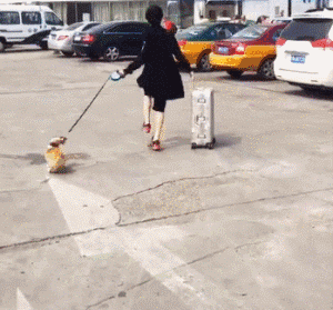 春光灿烂猪八戒演员表，春光灿烂猪八戒演员现状（新版春光灿烂猪八戒演员表全部）