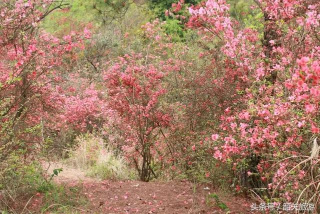 韶关旅游景点大全，韶关18个春游好去处（韶关旅游景点推荐大全）