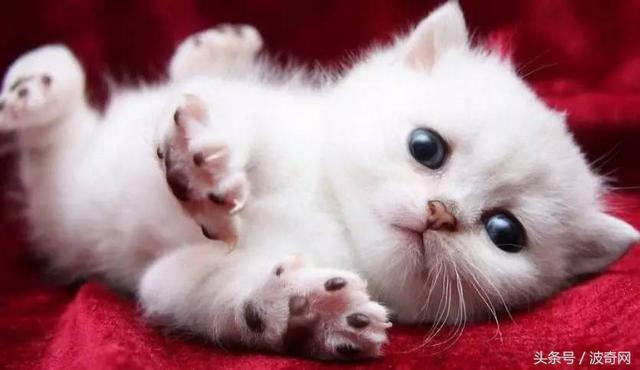 猫咪打第一针疫苗要准备什么，关于猫咪打疫苗的那些事儿