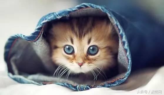 猫咪打第一针疫苗要准备什么，关于猫咪打疫苗的那些事儿