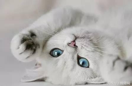 猫咪打第一针疫苗要准备什么，关于猫咪打疫苗的那些事儿