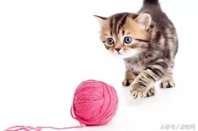 猫咪打第一针疫苗要准备什么，关于猫咪打疫苗的那些事儿