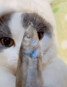 猫咪直接喂肉可以吗需要注意什么，千万不要这样喂食