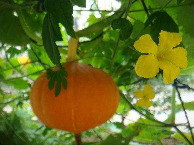 农村常见的花，凌巧分享篇41——这15种生活中常见的野花