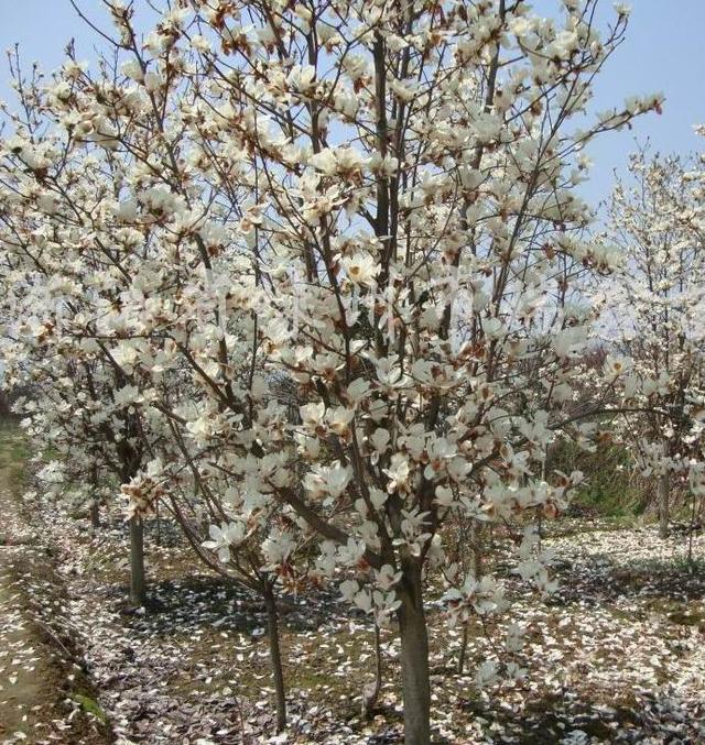 二十种风水树排名，5种富贵树