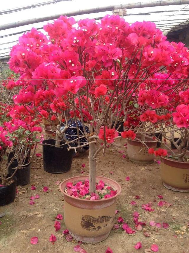 磷酸二氢钾适合哪些花，哪些花肥属于磷酸二氢钾（养开花植物少不了的磷酸二氢钾）