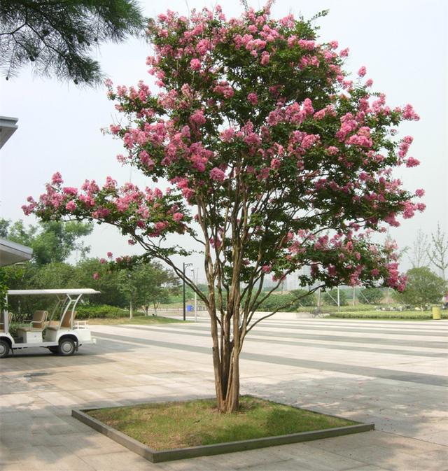 二十种风水树排名，5种富贵树