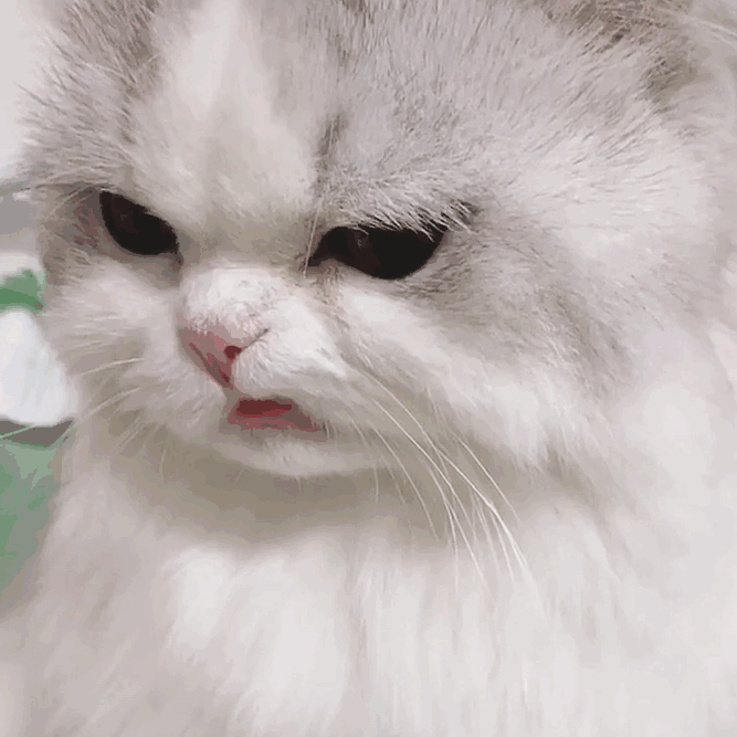 猫咪讨厌你的表现，猫咪讨厌你的五个表现（猫咪出现这6种“现象”）