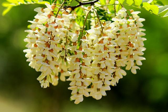 农村常见的花，凌巧分享篇41——这15种生活中常见的野花