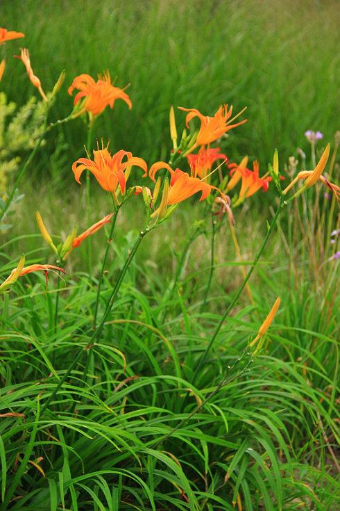 农村常见的花，凌巧分享篇41——这15种生活中常见的野花