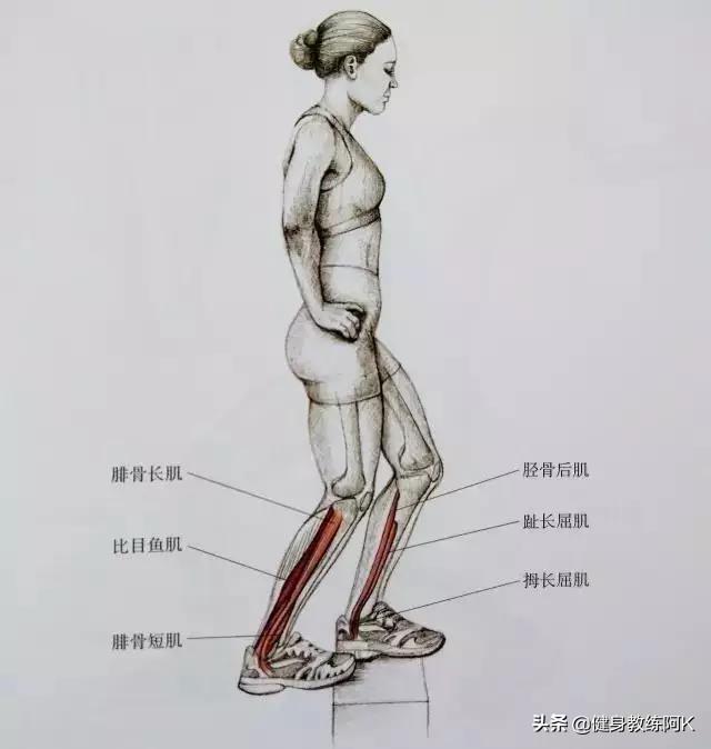 防止小腿变肌肉腿的拉伸动作，跑后7大拉伸动作