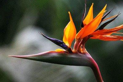 分享3点养护天堂鸟的干货方法，天堂鸟植物怎么养