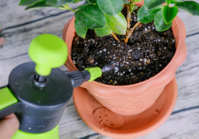 家庭盆栽杜鹃花好养吗，拿白醋养杜鹃栀子花