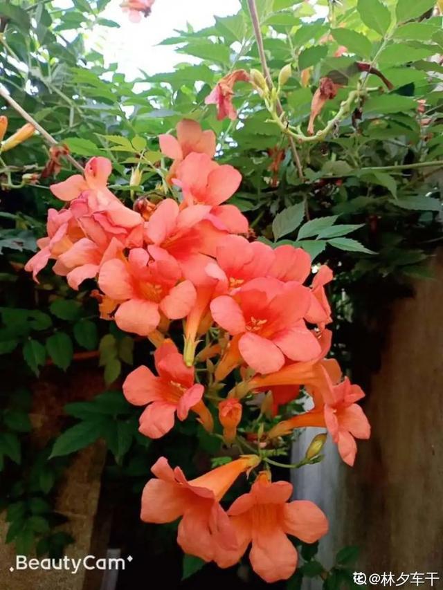 春夏秋冬四季什么花好看，这十种花几乎一年四季都开花