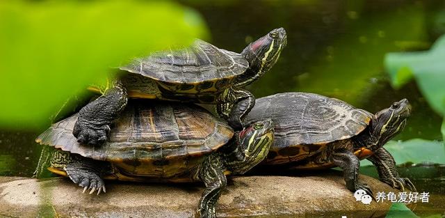 养龟的绿水要怎么培养，养殖户是如何培育绿水的