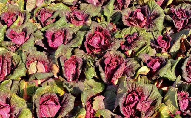 蔬菜价格一览表，农村4种蔬菜价格表（今日河南部分蔬菜最新价格）