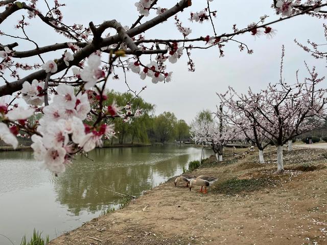 沾衣欲湿杏花雨的下一句，沾衣欲湿杏花雨后面一句是什么（吹面不寒杨柳风。诗句常被引用）