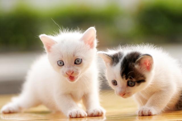 猫咪感冒症状表现，猫咪感冒发烧表现（猫咪感冒了有什么表现）