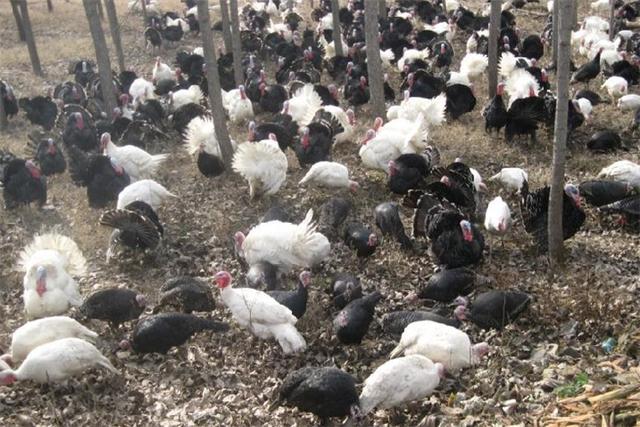 火鸡养殖方法与技术，火鸡的养殖技术