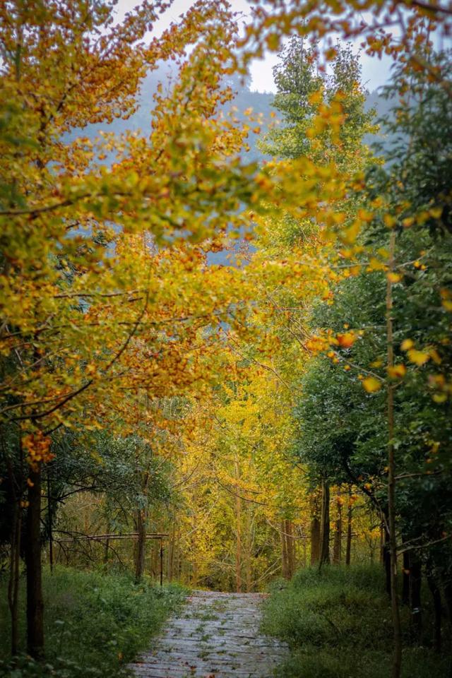 乐山最出名的古镇，乐山旅游必去十大景点推荐一下
