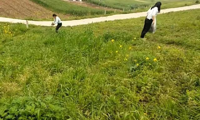 蒲公英是什么季节，蒲公英适合在什么季节种