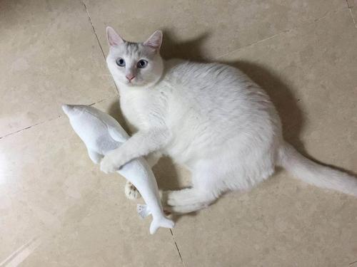 猫挤肛门腺是什么，比猫屎臭100倍的肛门腺