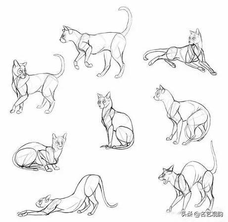 100种小猫怎么画，100种画真猫的画法（教你在纸上养个主子）