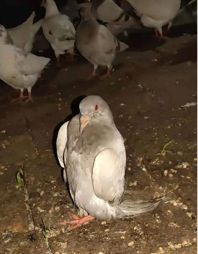 鸽子毛滴虫症状，毛滴虫是怎么样的症状（鸽子常见的四种寄生虫病）