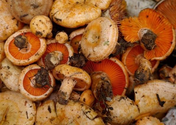 常见的十种食用菌，分享几种可以食用的菌