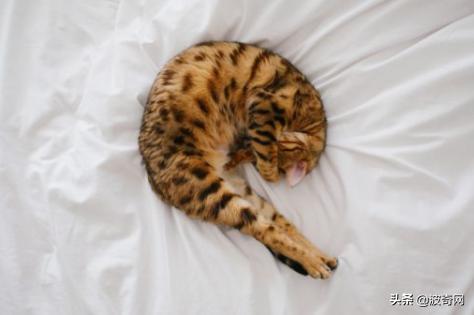 猫咪的4种睡姿代表什么，猫睡姿里藏着这些秘密