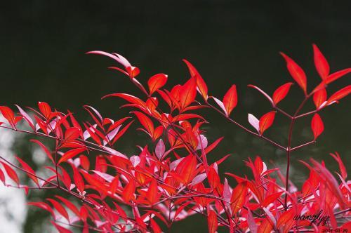 观赏性高的会开花的树，18种紫红色叶片的树木