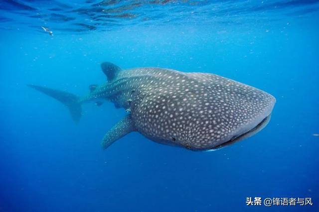 比蓝鲸大的史前生物，阿尔卑斯山发现2.05亿年前巨兽