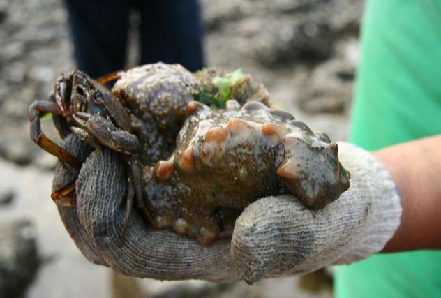 去大连赶海玩的攻略，东北大连哈仙岛